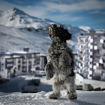 Animals, Snow, Building, Dog, Bounce, Jump HD phone wallpaper