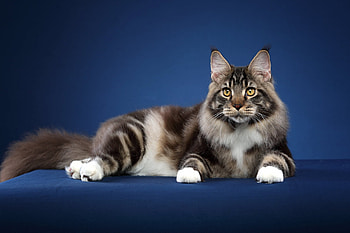 Maine Coon, Maine, animal, cat, coon HD wallpaper