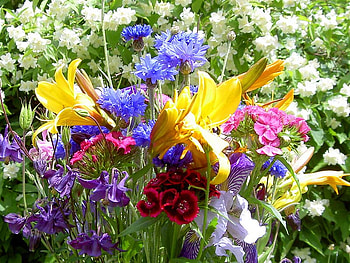 Colours of the Rainbow , like my friends :) - for all on DN :), rainbow colours, nature, flowers, mid summer HD wallpaper