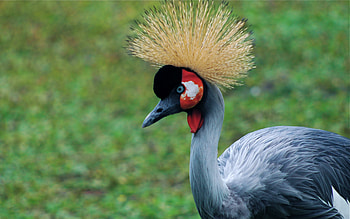 King's Crown, crown, birds, animals, garden, beautiful, peacock HD wallpaper