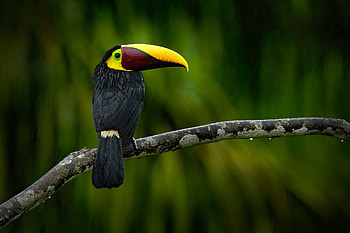 Toucan, black, bird, yellow, pasare HD wallpaper