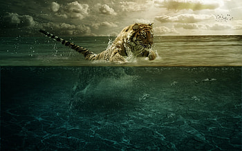 Animals, Tigers HD wallpaper