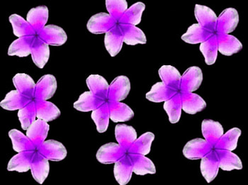Flower Series for 2013 HD wallpaper