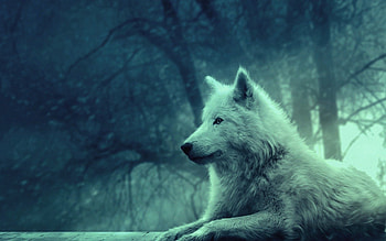 Animals, Light, Forest, Light Coloured, Wolf, Wild, Tranquillity, Calmness, Appeasement, Pacification HD wallpaper