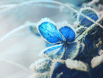 Snow, Macro, Frost, Hoarfrost, Hydrangea HD wallpaper
