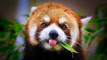 Red Panda, grass, Panda, Animal, Red HD wallpaper