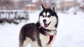 Alaskan Malamute characteristics, Unique breed, Fascinating facts, Remarkable dog HD wallpaper