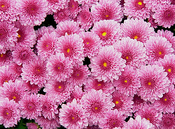 Flowers, Pink, Chrysanthemum, Lot HD wallpaper