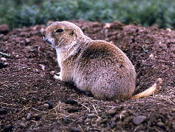 Prairie_Dog, dog, cute, prairie HD wallpaper