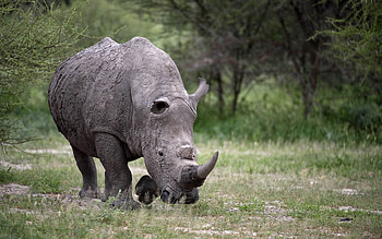 Rhino in , backgrounds with rhinos, High-definition rhino , Rhino collection HD wallpaper