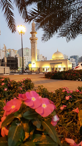 beautiful Sharjah, Mosque, UAE, travel HD phone wallpaper