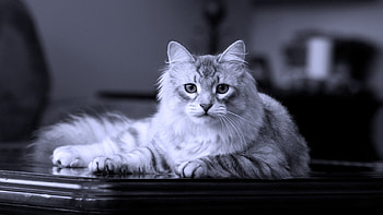 Black And White Of White Black Cat Is Lying Down On Dining Table In Black Background Cute Cat HD wallpaper