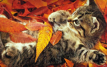 Animals, Cats HD wallpaper