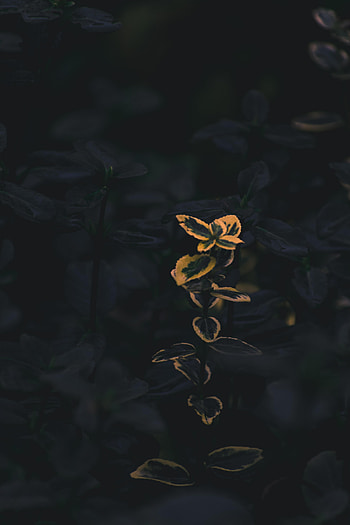 Plant, Macro, Branches HD phone wallpaper