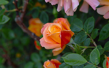 Orange Rose, rose, orange, macro, flower HD wallpaper