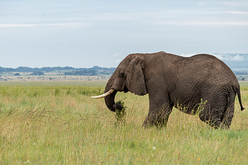Animals, Savanna, Animal, Elephant, Tusks HD wallpaper