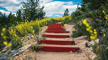 Serenity on the Hiking Trail - Ultra, hiking trail, path, nature, flower HD wallpaper