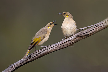 Fuscous honeyeaters (Ptilotula fusca), Castlereagh Nature Reserve, New South Wales, Australia, Animal, honeyeater HD wallpaper