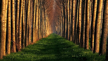 Forest Cathedral, woods, path, avenue, grass, park, summer, trees, autumn, nature, forest HD wallpaper