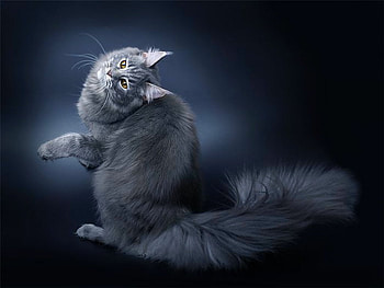 GLAMOUR KITTY, gray, beautiful, feline, kitty HD wallpaper