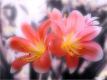 Flowers for Diane , two, pink, light, yellow, flowers HD wallpaper