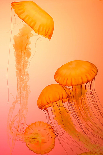 Orange jellyfish, Modern art canvas, Vertical design, Abstract representation HD phone wallpaper