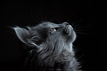 Adorable gray kitten looking up with a dark background, showcasing fluffy fur and whiskers. HD wallpaper
