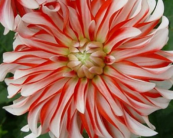Candy Cane Striped Dahlia, dahlia, bloom, petals, flower HD wallpaper