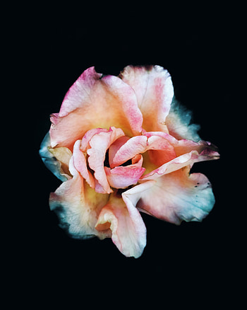 Pink, Flower, Macro, Rose Flower, Rose HD phone wallpaper