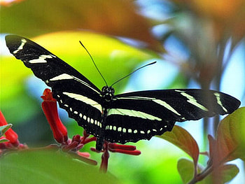 Beautiful Butterfly, cool, beautiful, butterfly HD wallpaper