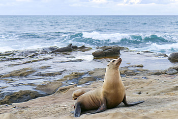 La Jolla seals, Sea lion visit, Map guide HD wallpaper