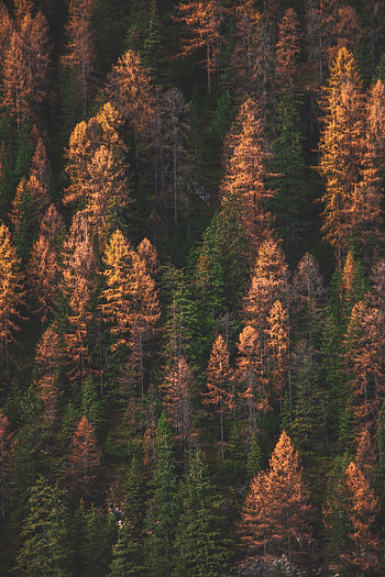 Nature, Trees, Autumn, Gold, View From Above, Forest, Golden, Autumn Colors, Autumn Paints HD phone wallpaper