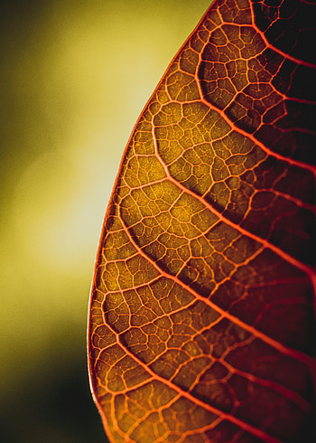 Plant, Macro, Sheet, Leaf, Veins HD phone wallpaper