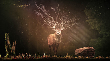 Deer in Forest HD wallpaper