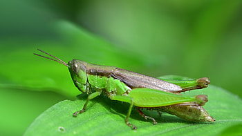 Grasshopper, Video footage, , Nature HD wallpaper