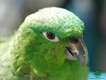 adi, birds, animals HD wallpaper