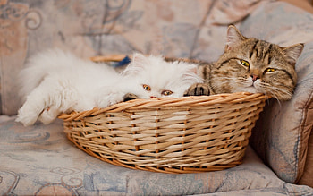 Animals, Cats, Lie, To Lie Down, Muzzle, Basket HD wallpaper