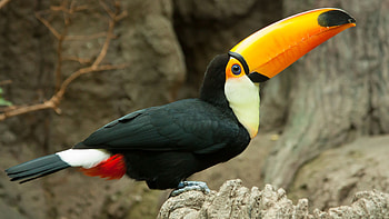Toucan, 65 unique , Colorful plumage, Exquisite bird HD wallpaper
