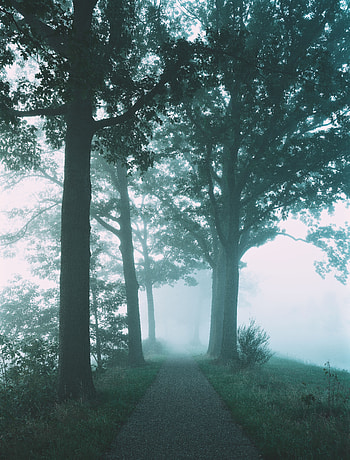 Nature, Trees, Fog, Path HD phone wallpaper