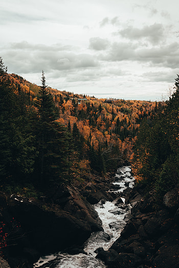 Nature, Rivers, Trees, Stones, Autumn, Flow, Stream HD phone wallpaper