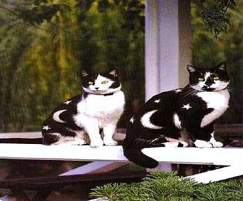 Spacey cats, markings, moon, black and white, pair, cats, stars HD wallpaper