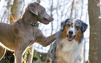 Animals, Dogs, Couple, Pair, Muzzle, Play, Australian Shepherd HD wallpaper