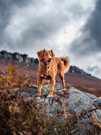 Animals, Rocks, Dog, Protruding Tongue, Tongue Stuck Out, Retriever, Golden Retriever HD phone wallpaper