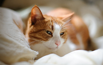 Cat, kitten, kitty, cats, cute, sleepy, sleeping, beauty, animals, hat, sweet, beautiful, paws, cat face, pretty, face, lovely HD wallpaper