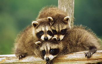 Raccoons, Baby Animal HD wallpaper