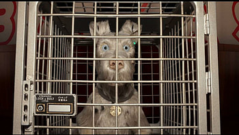 Spots, Isle of Dogs HD wallpaper