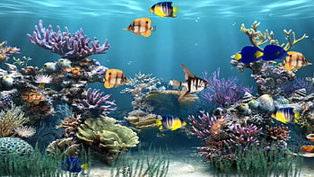 Animation Gif Fish Moving Gif Fish, Animated Fish HD wallpaper