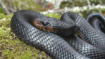 Snake's slither, Serpent's allure, Striking visuals HD wallpaper