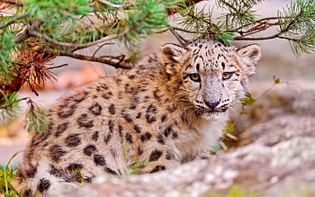 Animals, Trees, Grass, Leaves, Snow Leopard, Muzzle, Fir, Spruce HD wallpaper