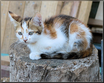 sweet baby, sweet, kitten, kitty, cat, nature, pet, little HD wallpaper